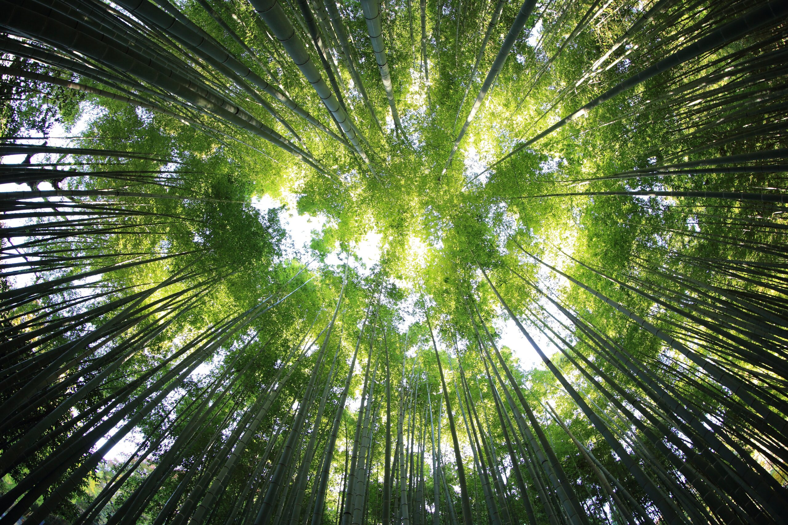 Looking up among bamboo trees